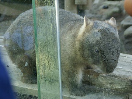 １１月１１日　　動物園～前編～_a0039366_16593169.jpg