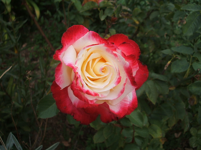 c0115366_23897.jpg