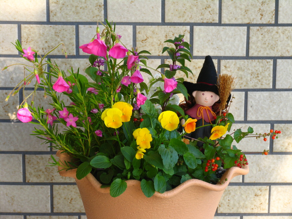 オキザリスの寄せ植え Photo Diary オキザリスの寄せ植え Photo Diary