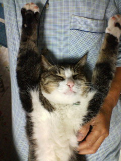 おっさんねこ いつも一緒に