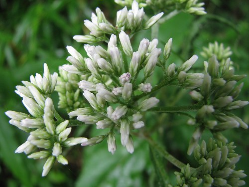 ヒヨドリバナ(鵯花)_c0085874_1185821.jpg