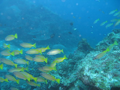 2007/11/05(月) - 4 Dive  No.462 - Western Ridge  [Koh Bon]_a0002177_935462.jpg