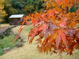 まだまだ秋_a0107981_17101087.jpg