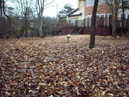 c0128303_0354187.gif