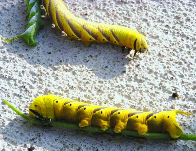 猛烈な勢いでミニトマトの葉を食べる強者 昆虫ブログ むし探検広場