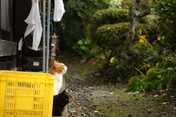 猫と雨上がりの水溜り_b0115415_1856117.jpg