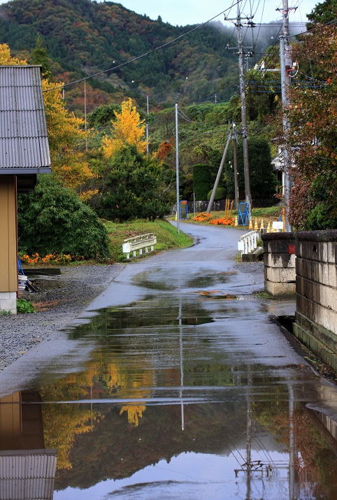 猫と雨上がりの水溜り_b0115415_18573198.jpg