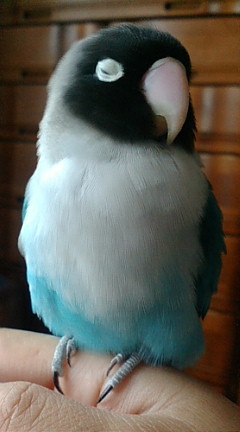 f0126418_11183612.jpg