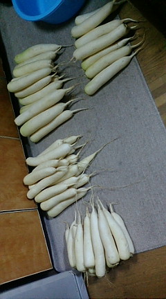 f0126418_1125566.jpg