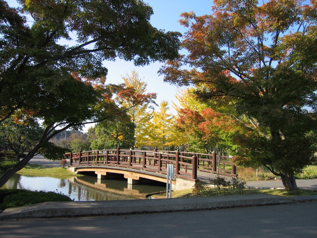 水鳥達と紅葉（3）_a0004023_1754086.jpg