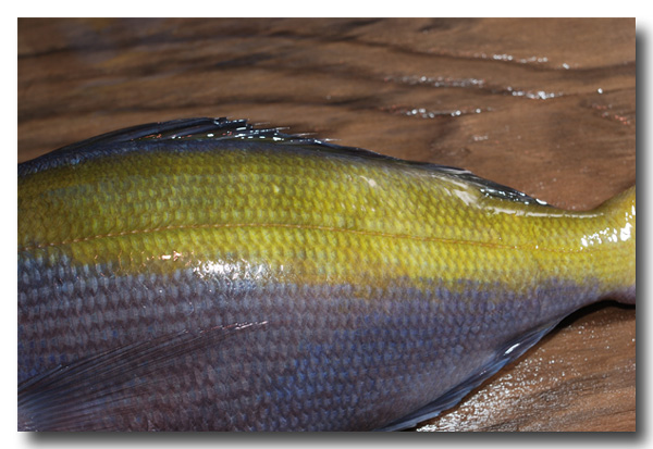 梅色 ウメイロ 沖タカベやウグイスとも呼ばれます 魚屋三代目日記