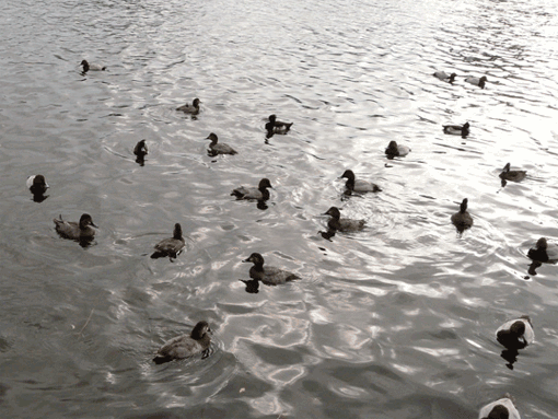 a0056140_1558135.gif