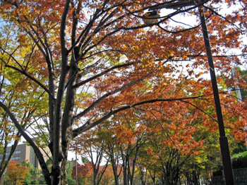 e0110940_21544656.jpg
