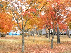 富士見ヨドバシカメラ内の紅葉_f0019247_2152479.jpg
