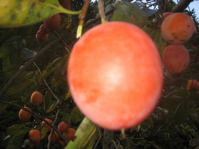 f0148649_21451025.jpg