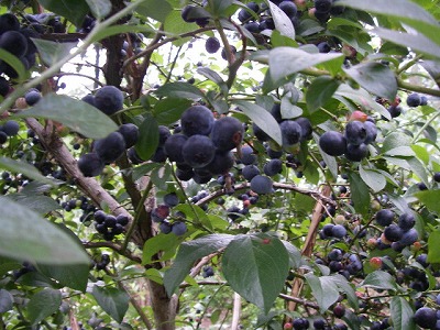 c0144467_16574075.jpg