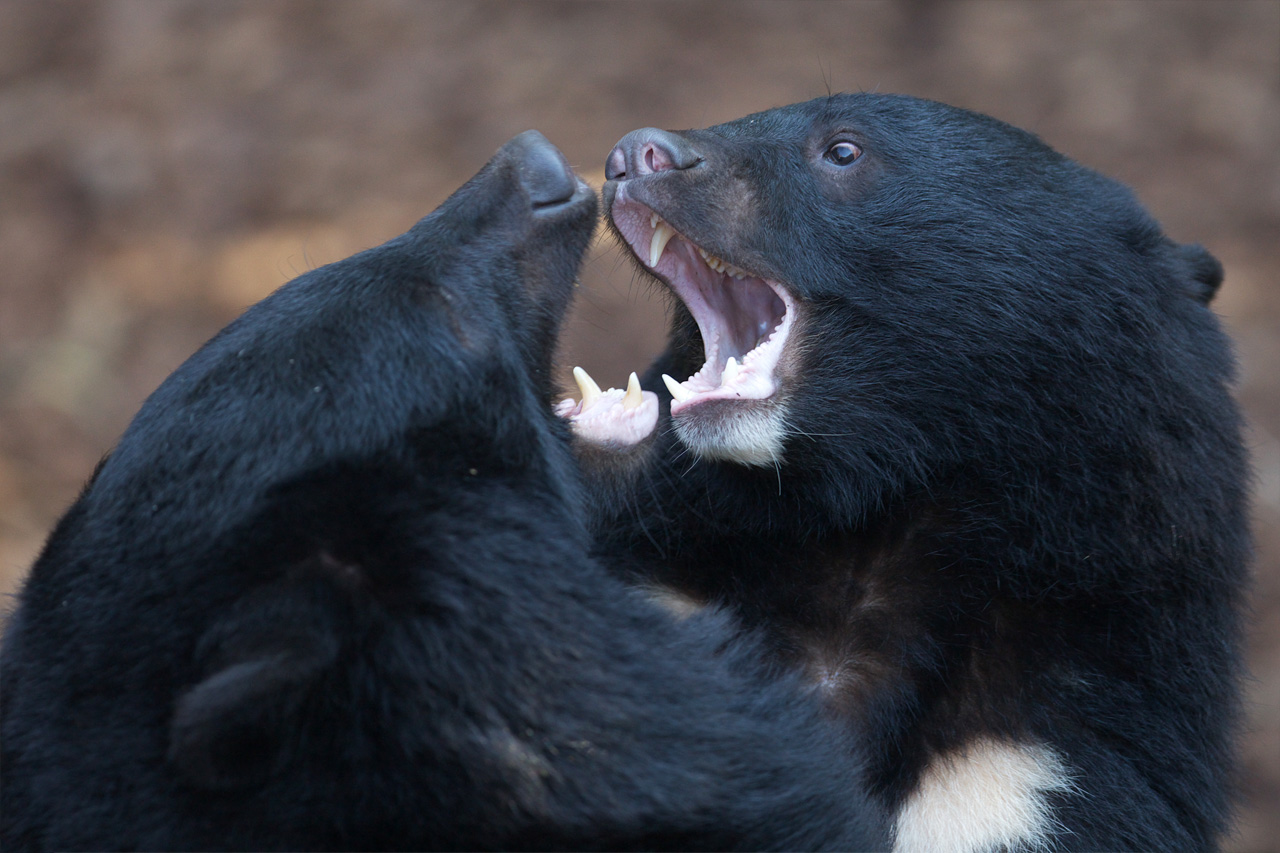 恩賜上野動物園44_e0060169_774910.jpg