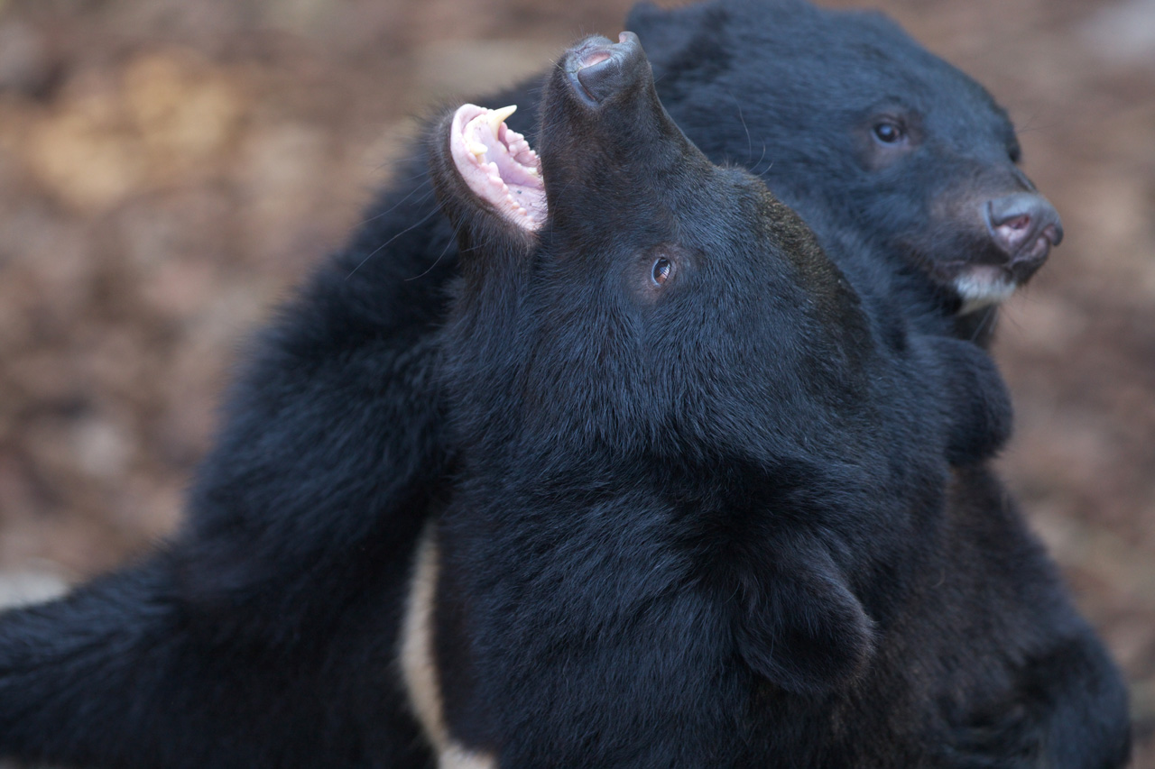 恩賜上野動物園44_e0060169_78169.jpg