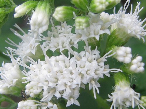 マルバフジバカマ(丸葉藤袴)_c0085874_21434986.jpg