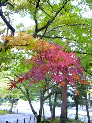 紅葉・秋の京都散策☆前編_b0115579_5513779.jpg