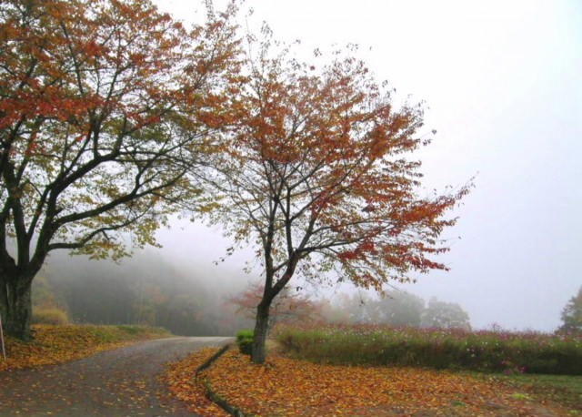 安曇野　大峰高原の　「大かえで」_a0079880_16205813.jpg