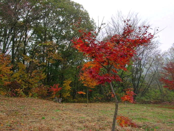 安曇野　大峰高原の　「大かえで」_a0079880_16224081.jpg