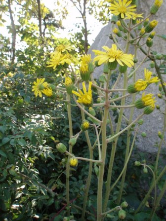 黄色のお花はなあに？(よく育ったツワブキとヤクシソウ)_c0079387_20365475.jpg