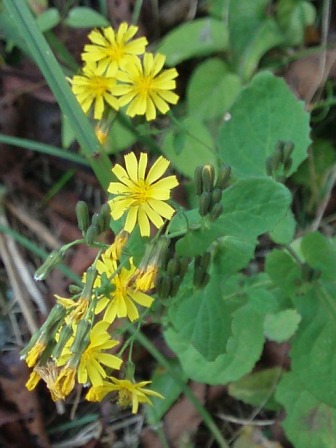 黄色のお花はなあに？(よく育ったツワブキとヤクシソウ)_c0079387_20435630.jpg