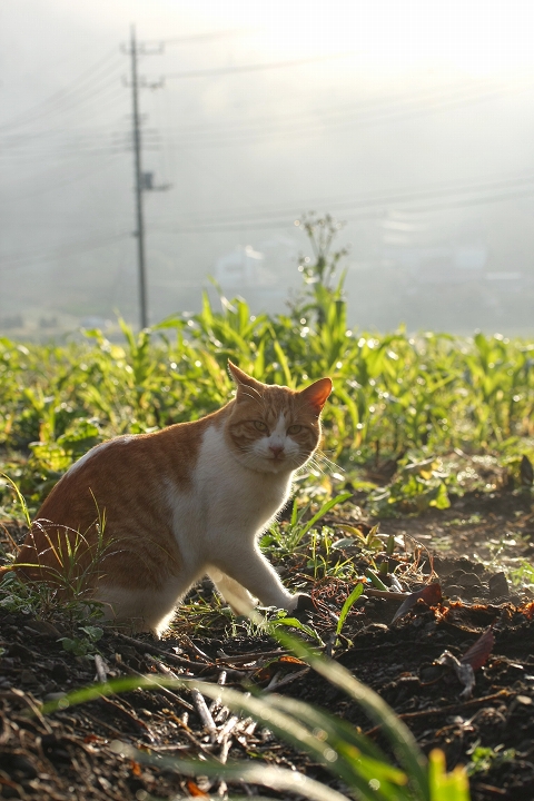 雨上がり　早朝の猫達_b0115415_14172866.jpg