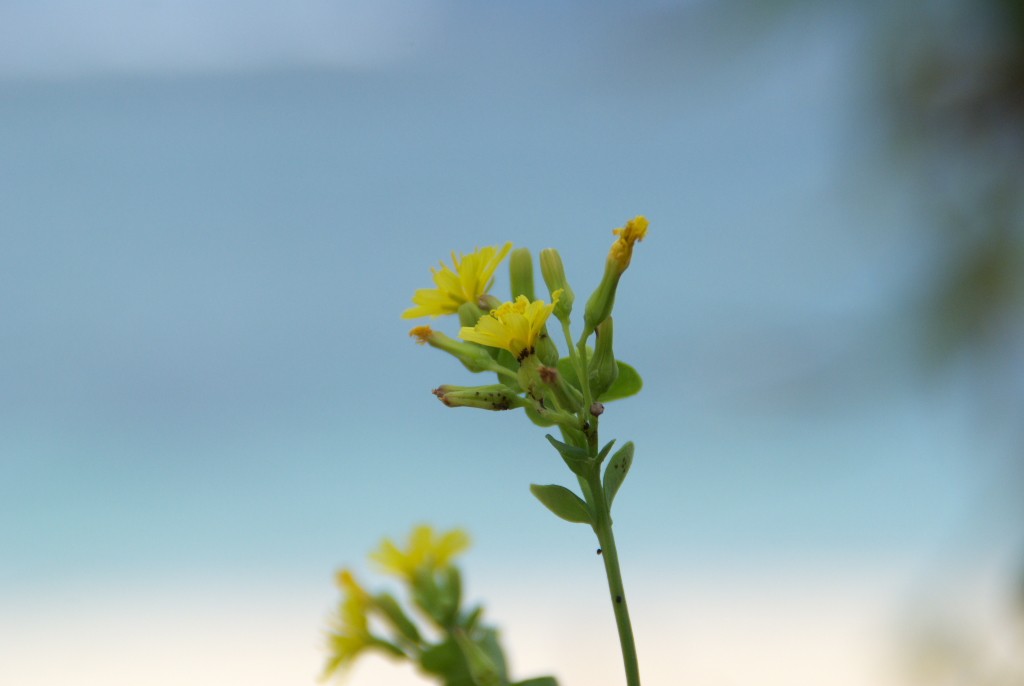 砂丘の花_d0053930_784822.jpg