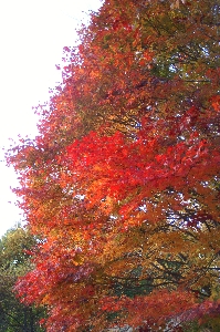 紅葉も　さかりを過ぎて・・・。_f0114346_2154359.jpg