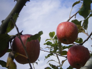 c0118352_6454976.jpg