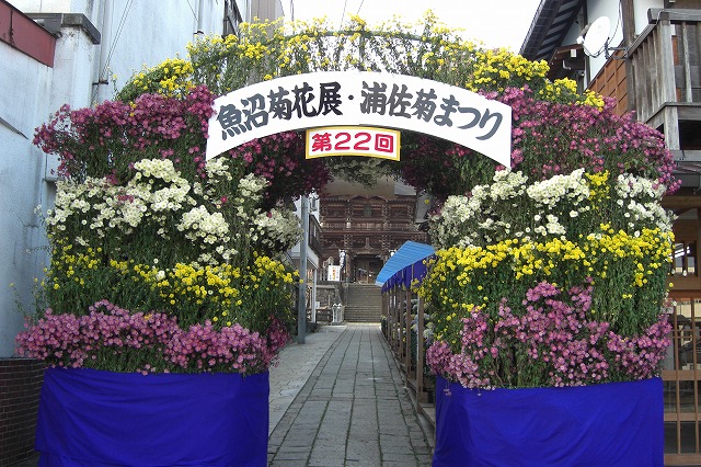 菊祭り_a0084753_11312151.jpg