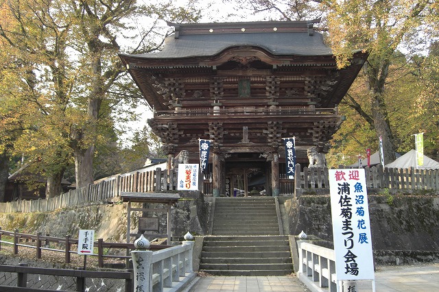 菊祭り_a0084753_11314364.jpg