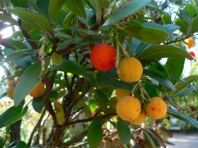 姫苺の木 ヒメイチゴノキ 新 四季の花