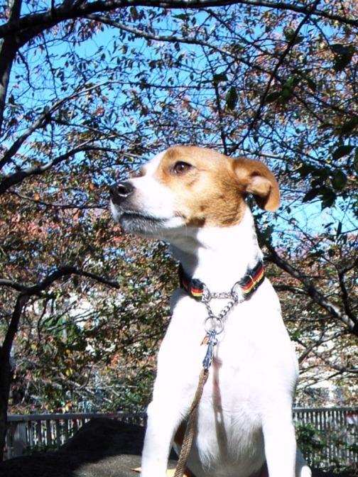 Autumn promenade_d0128066_1954451.jpg