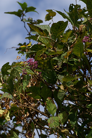 e0054067_2365514.jpg