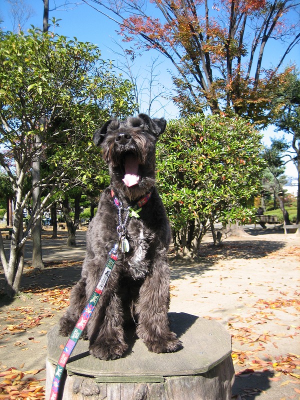 2007/11/12 公園へ♪_a0104569_1956563.jpg