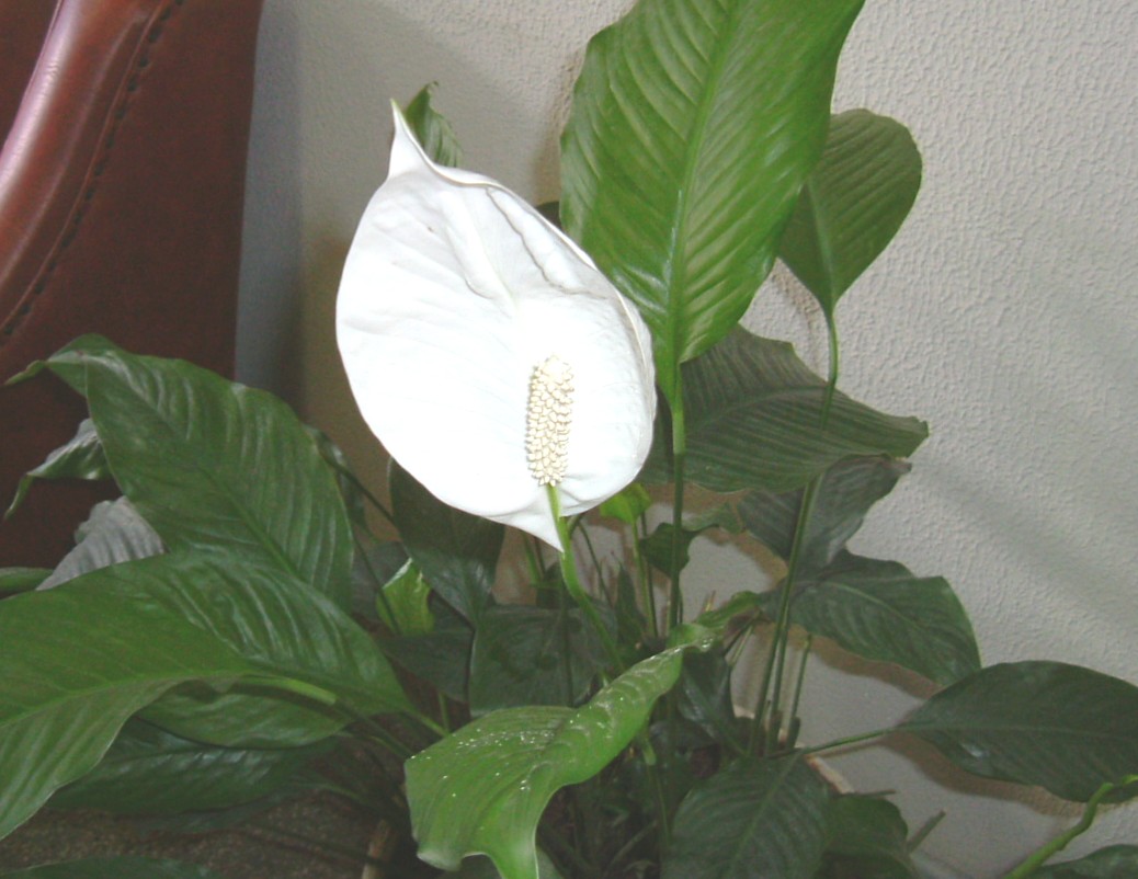 e0118096_7204513.jpg