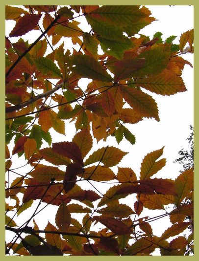 どんぐりの木の紅葉 春のよき日に