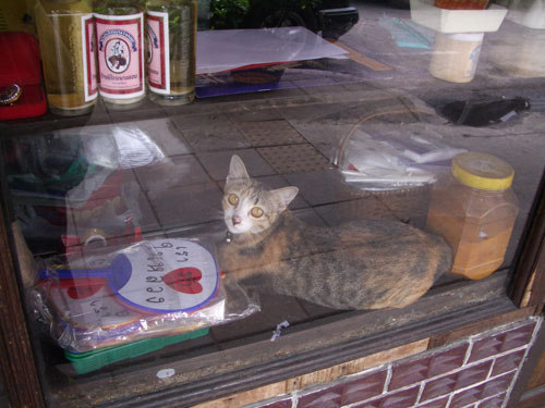 旅で出会った猫_c0007402_23143547.jpg