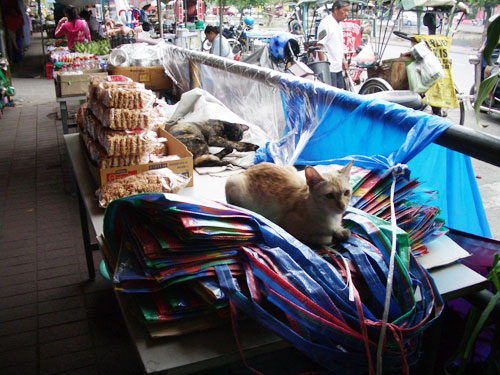 旅で出会った猫_c0007402_23639.jpg