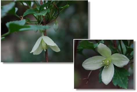 庭の花_c0051105_7404763.jpg