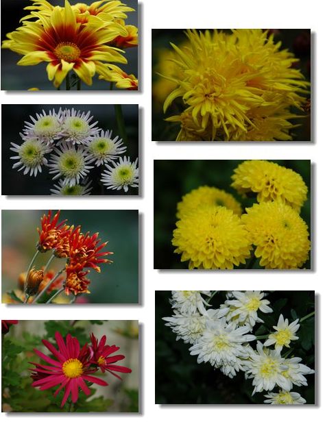 庭の花_c0051105_7512536.jpg