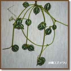 庭の花_c0051105_9262190.jpg