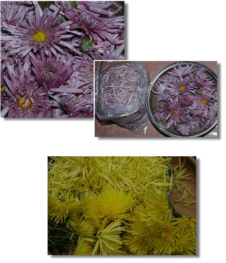 庭の花_c0051105_937171.jpg