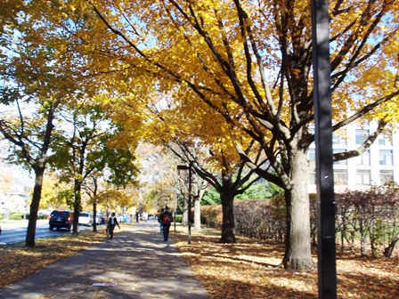 秋の通学路 Look On The Sunny Side Of 秋の通学路 Look On The Sunny Side Of