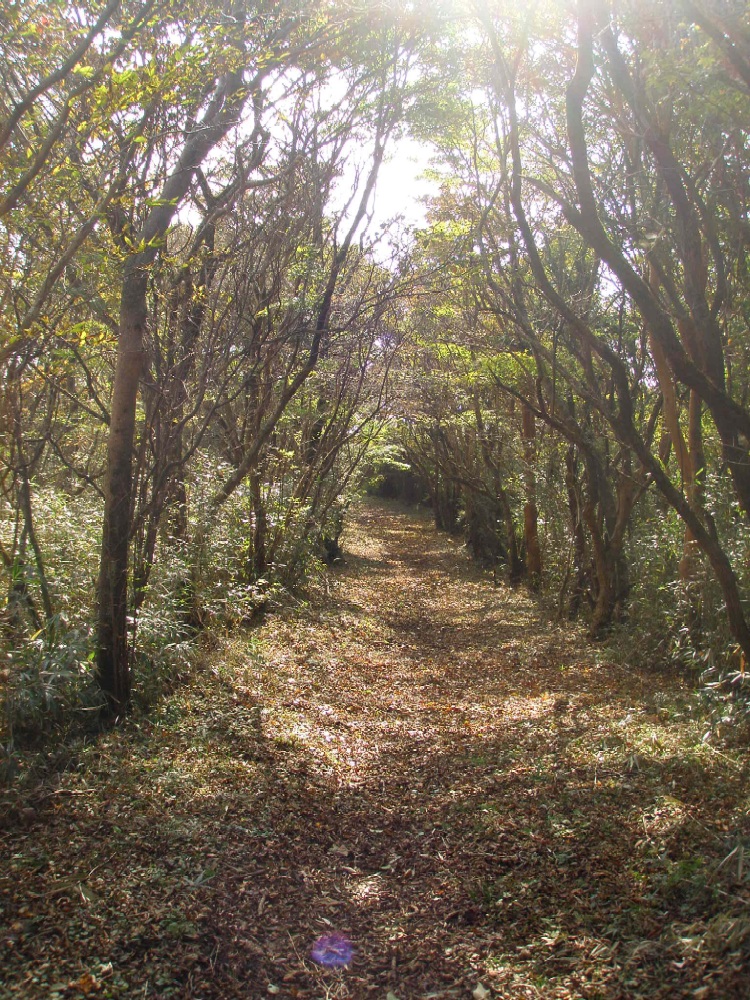 c0007525_5402025.jpg