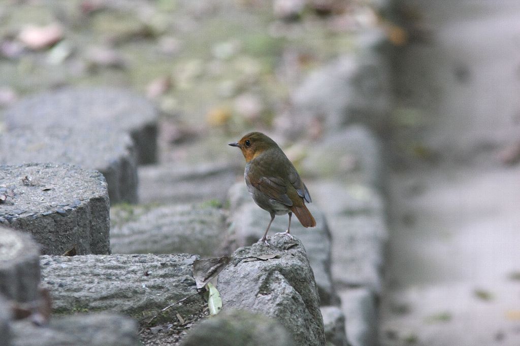 Ｍ公園のコマドリ_e0077041_22272130.jpg