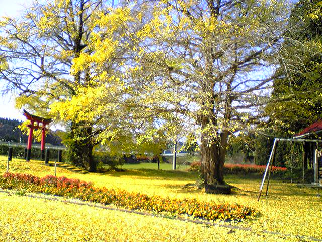 黄色のジュータン_f0081443_2224016.jpg